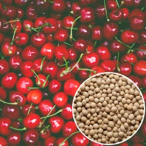 Confiture cerise et fève tonka