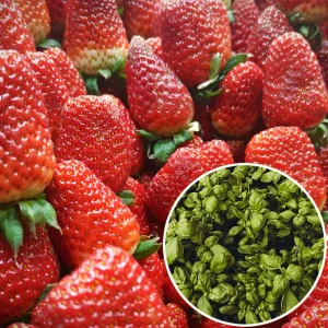 Confiture fraise