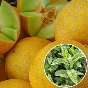Confiture melon et menthe