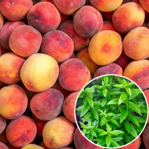 Confiture pêche verveine