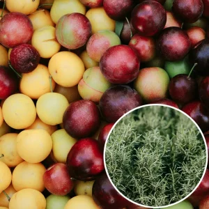 Confiture prune romarin