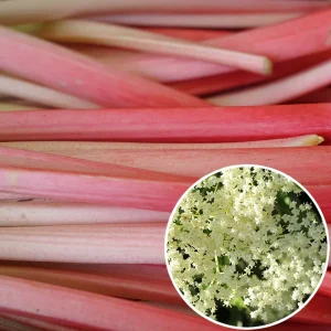 Confiture rhubarbe et fleur de sureau